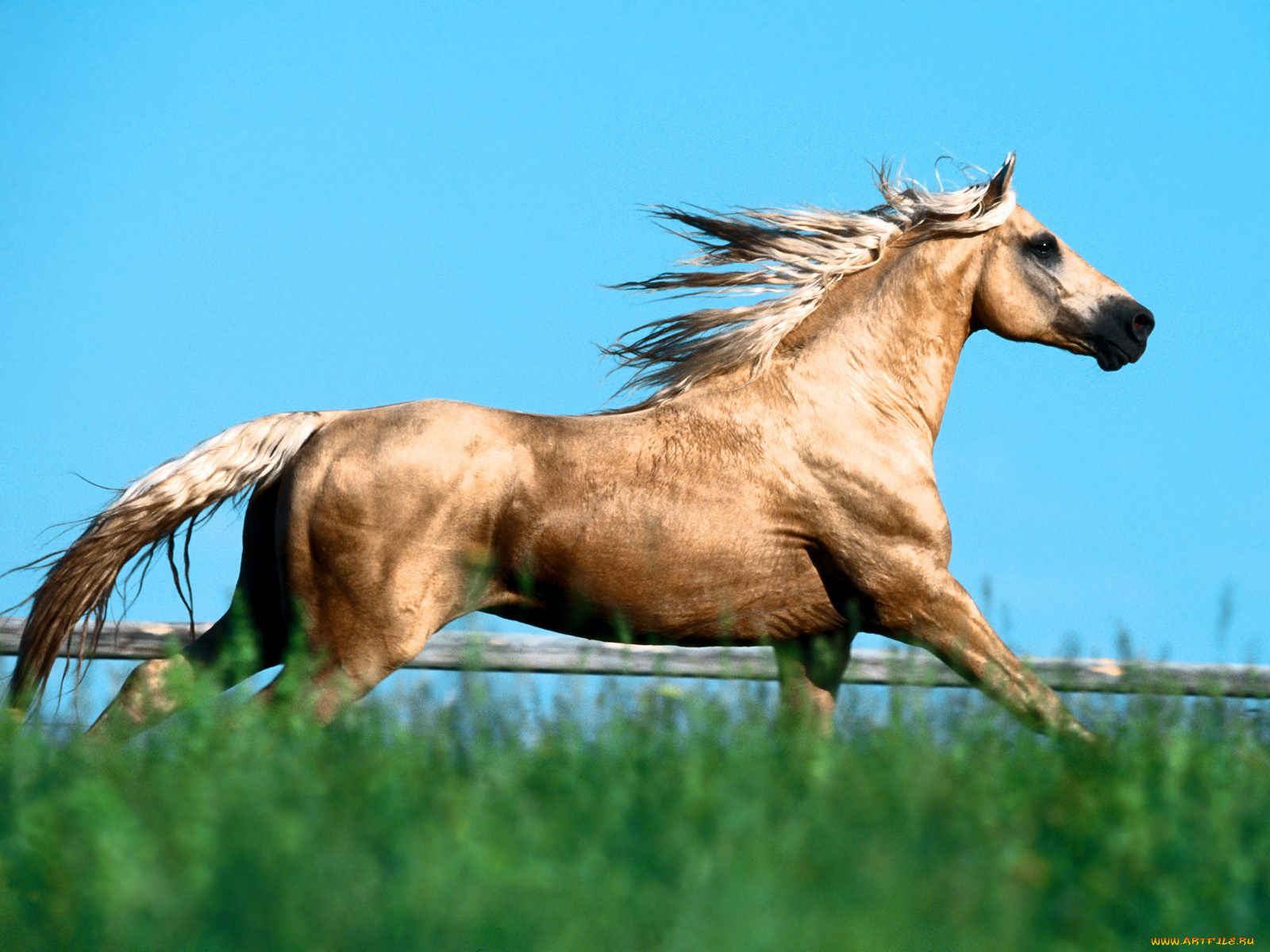 sunray, missouri, foxtrotter, , 